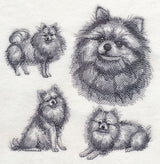 Pomeranian Sketch