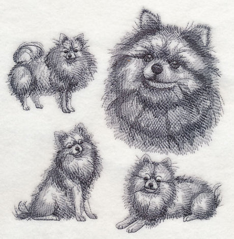 Pomeranian Sketch