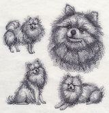 Pomeranian Sketch