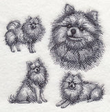 Pomeranian Sketch
