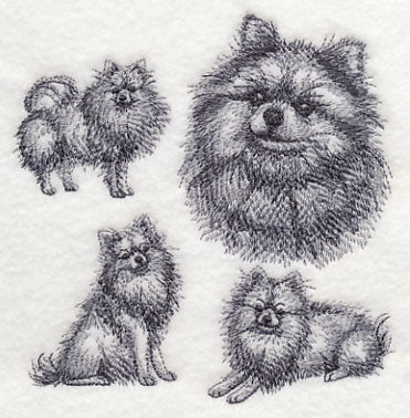 Pomeranian Sketch