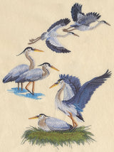 Great Blue Heron Collage