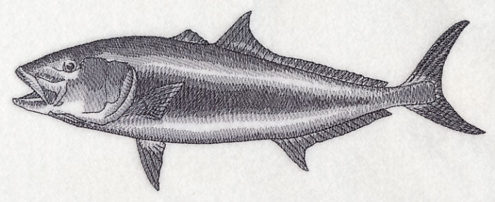 Amberjack Sketch