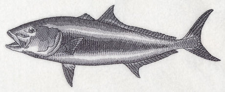 Amberjack Sketch