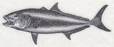 Amberjack Sketch