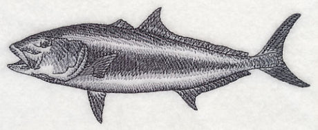 Amberjack Sketch