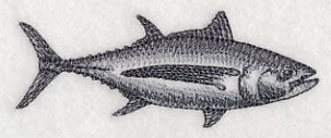Albacore Tuna Sketch