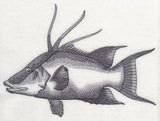 Hogfish Sketch