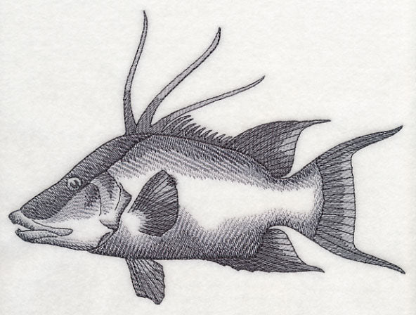 Hogfish Sketch