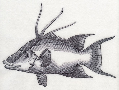 Hogfish Sketch