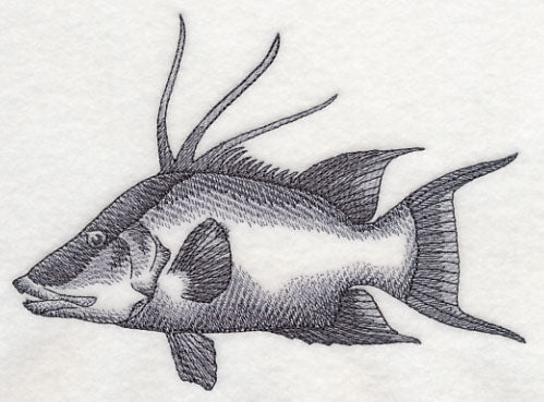 Hogfish Sketch