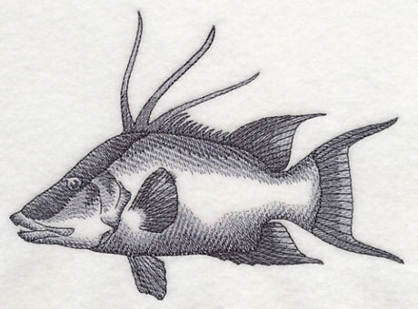 Hogfish Sketch