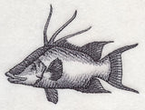 Hogfish Sketch