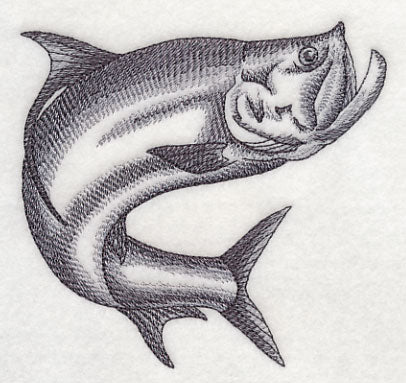 Tarpon Sketch