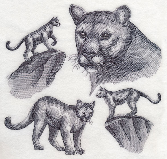 Mountain Lion Sketch