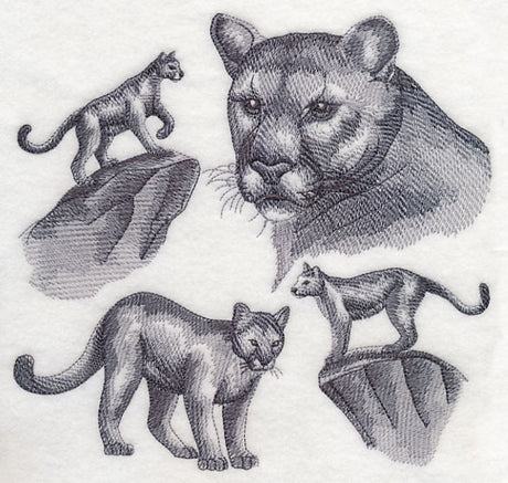 Mountain Lion Sketch