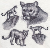 Mountain Lion Sketch