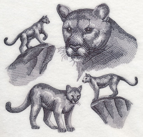 Mountain Lion Sketch
