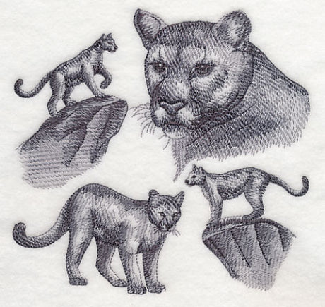 Mountain Lion Sketch