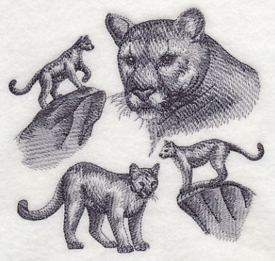 Mountain Lion Sketch