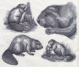 Beaver Sketch