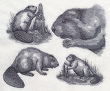 Beaver Sketch
