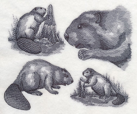 Beaver Sketch