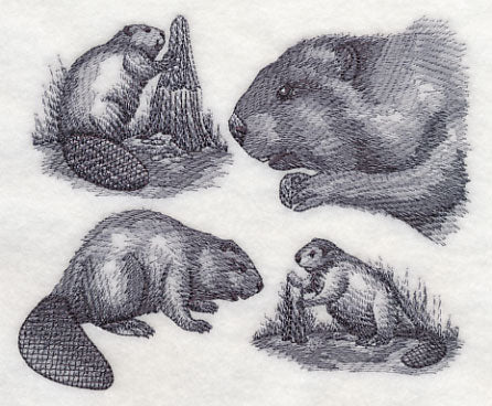 Beaver Sketch