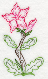 Impala Lily (Vintage)