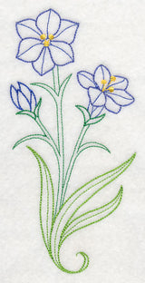 Aristea Africana (Vintage)