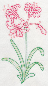 Guernsey Lily (Vintage)