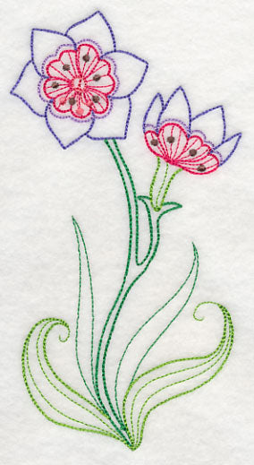 Geissorhiza (Vintage)