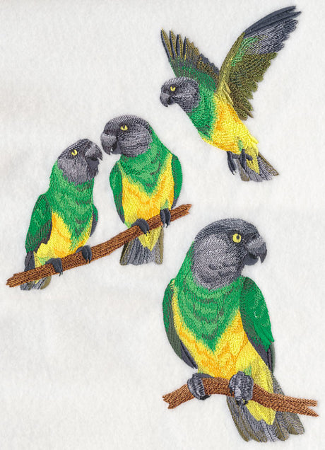 Senegal Parrot Collage