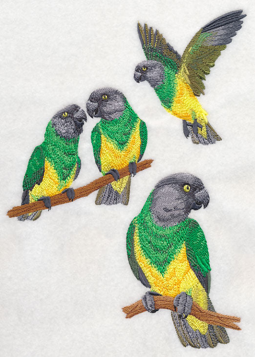 Senegal Parrot Collage