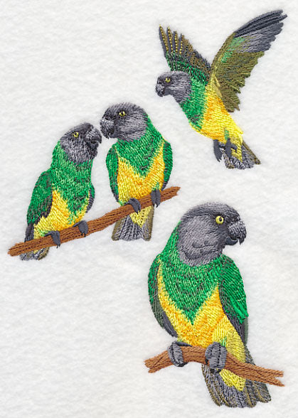 Senegal Parrot Collage