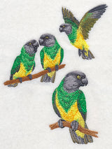 Senegal Parrot Collage