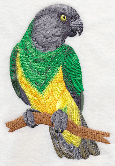 Senegal Parrot on Branch