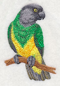Senegal Parrot on Branch