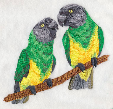 Senegal Parrot Pair