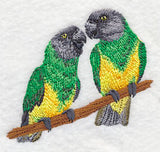 Senegal Parrot Pair