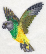 Senegal Parrot in Flight
