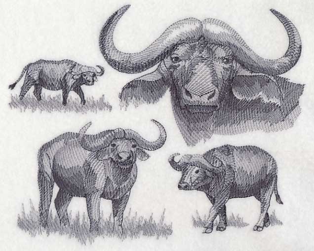 Water Buffalo Sketch