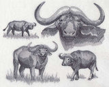 Water Buffalo Sketch
