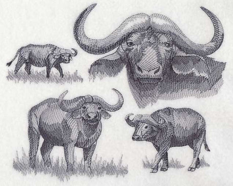 Water Buffalo Sketch