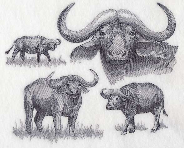 Water Buffalo Sketch