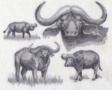 Water Buffalo Sketch