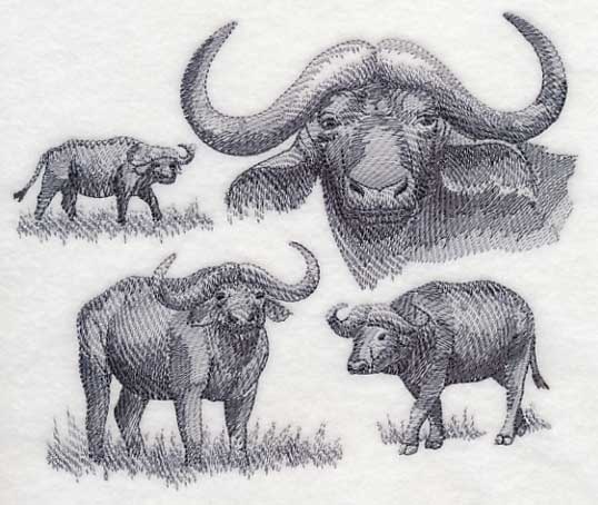 Water Buffalo Sketch