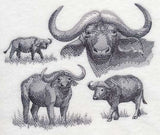 Water Buffalo Sketch
