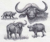 Water Buffalo Sketch