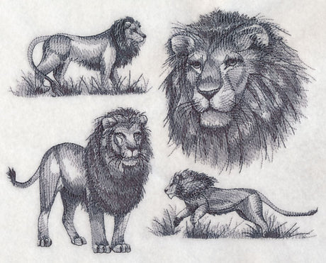 African Lion Sketch